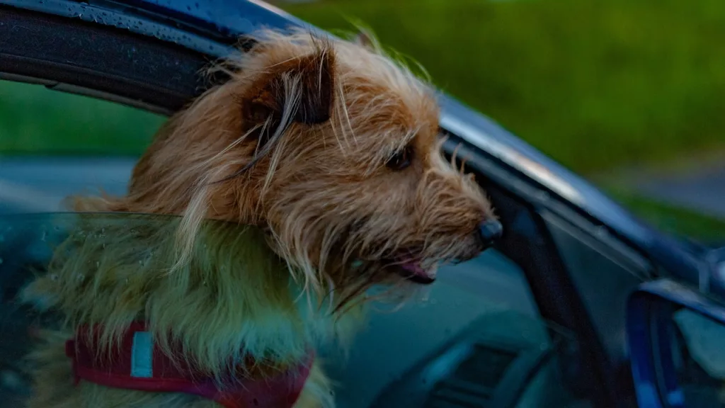 a dog locked in a car
