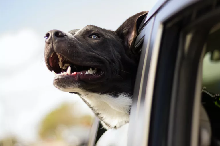 Do you know what to do if you see a dog locked in a car?