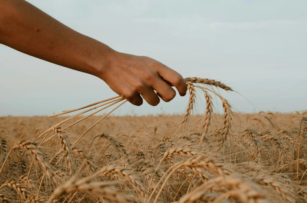 person holding stack of wheat